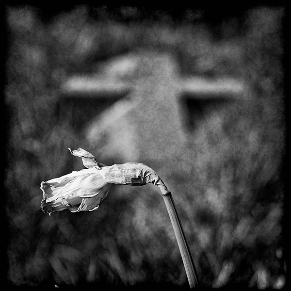 A dying daffodil with a flat cross grave behind