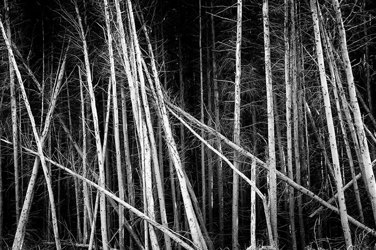 A thick forest of bare conifers at different angles