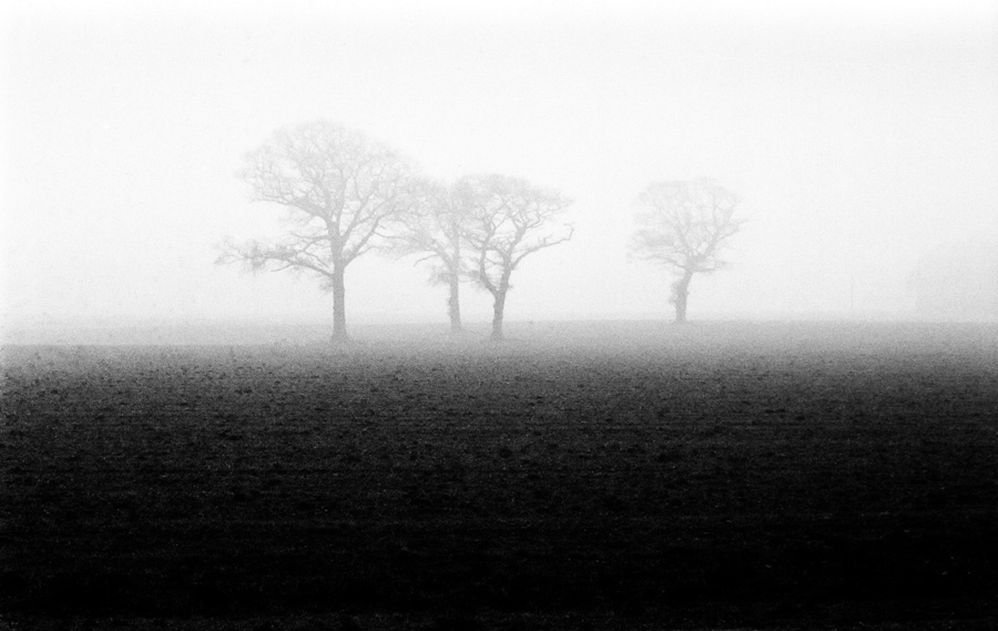 Four bare trees stand alongside in a foggy field