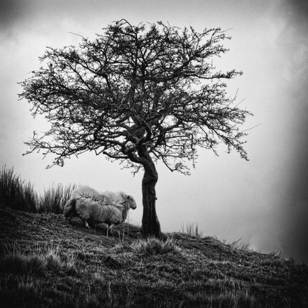 Sheep on a hillside taking shelter underneath a sparse tree