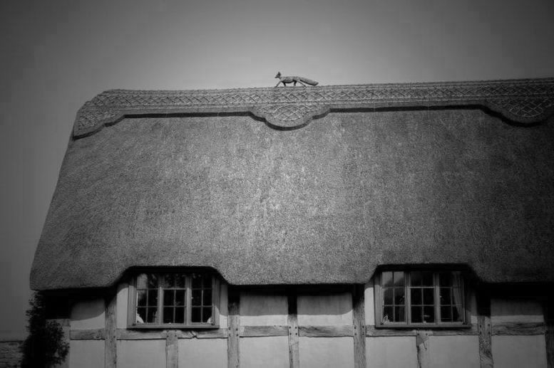 eng0005bw15x10p_2 Traditional thatched roof cottage in the Cotswold, England with a thatched fox on top